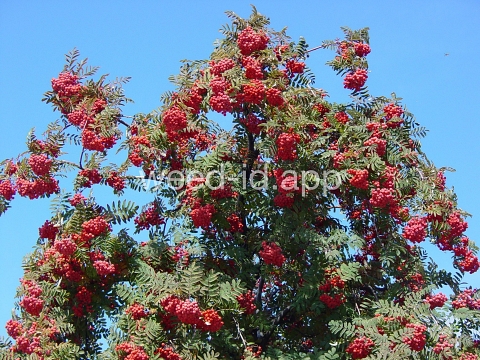 mountain-ash, European